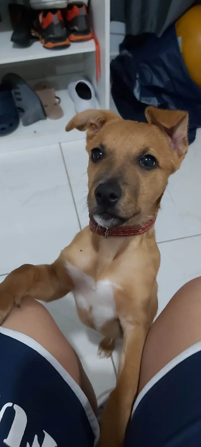 Cachorro ra a SRD-ViraLata idade 2 a 6 meses nome Scoby