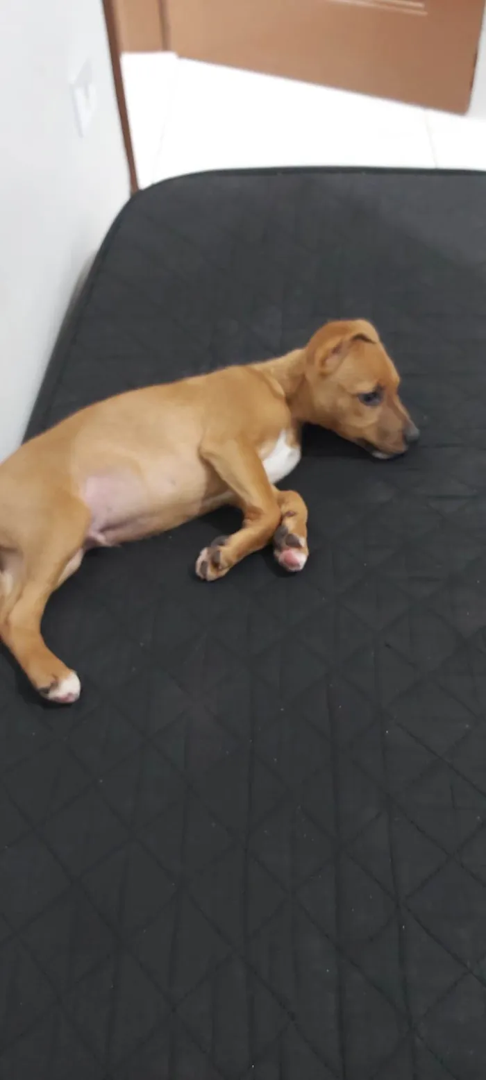 Cachorro ra a SRD-ViraLata idade 2 a 6 meses nome Scoby