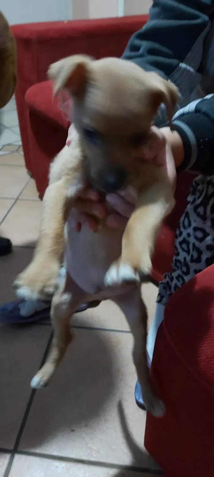 Cachorro ra a SRD-ViraLata idade 2 a 6 meses nome Scoby