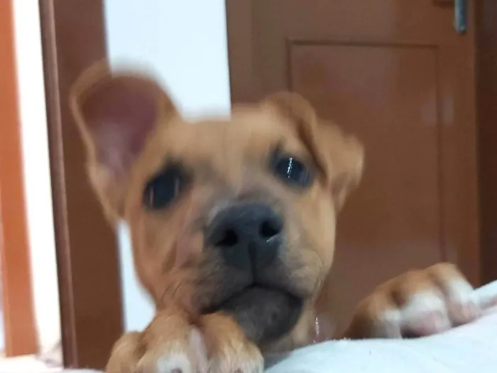 Cachorro ra a SRD-ViraLata idade 2 a 6 meses nome Scoby