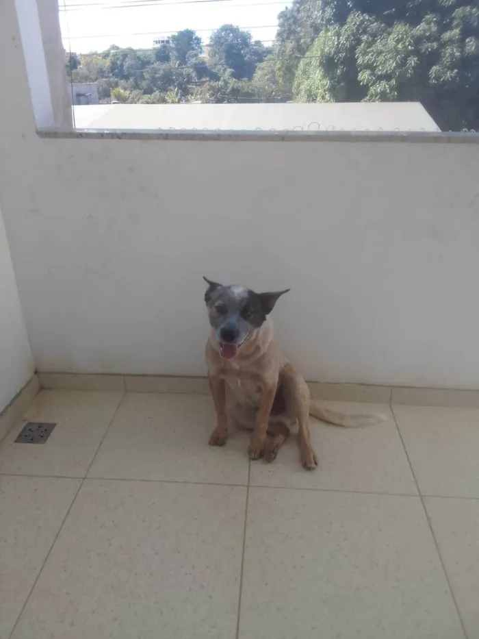 Cachorro ra a Red Heeler idade 7 a 11 meses nome Nacho