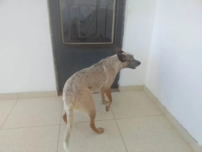 Cachorro ra a Red Heeler idade 7 a 11 meses nome Nacho