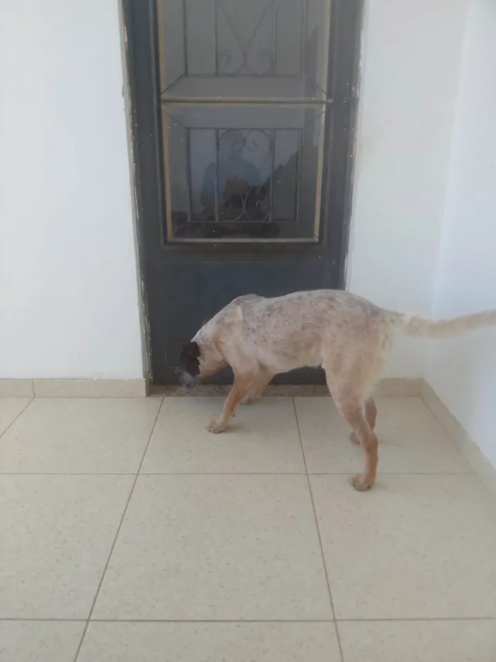 Cachorro ra a Red Heeler idade 7 a 11 meses nome Nacho