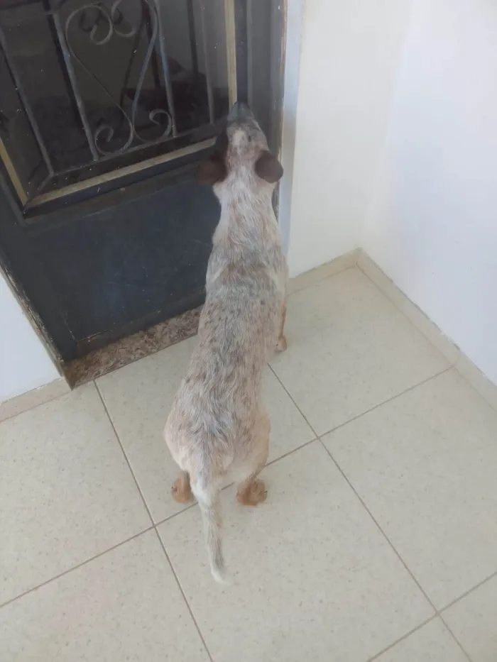 Cachorro ra a Red Heeler idade 7 a 11 meses nome Nacho