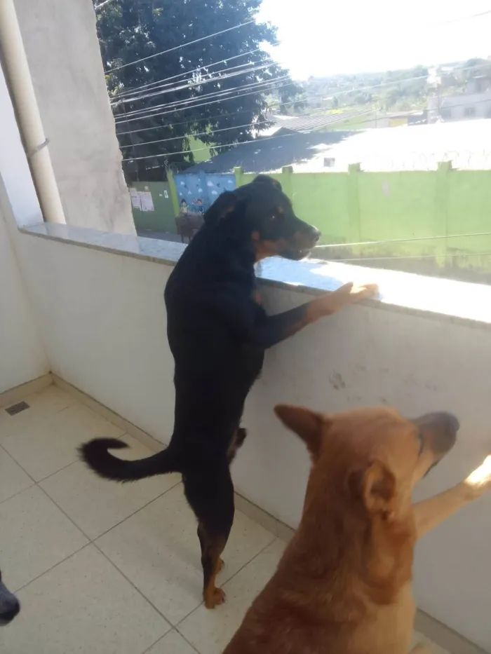 Cachorro ra a Rottweiler idade 1 ano nome Deco