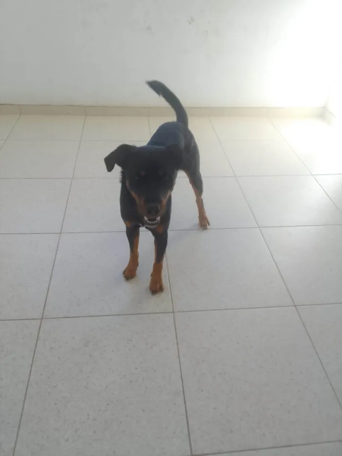 Cachorro ra a Rottweiler idade 1 ano nome Deco