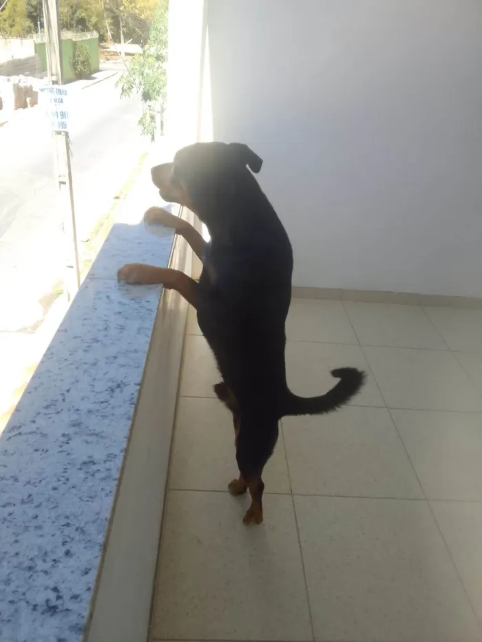 Cachorro ra a Rottweiler idade 1 ano nome Deco