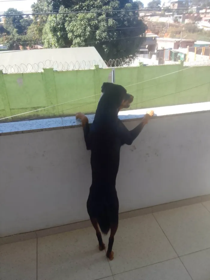 Cachorro ra a Rottweiler idade 1 ano nome Deco