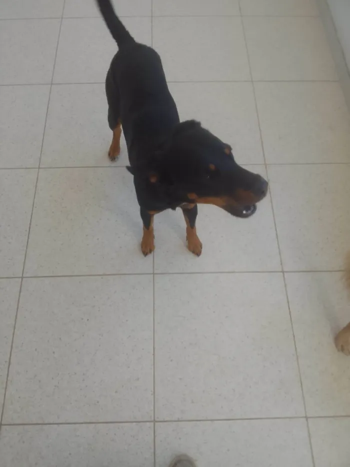 Cachorro ra a Rottweiler idade 1 ano nome Deco