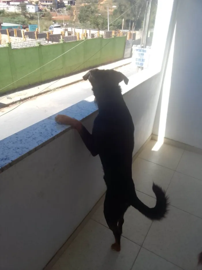 Cachorro ra a Rottweiler idade 1 ano nome Deco