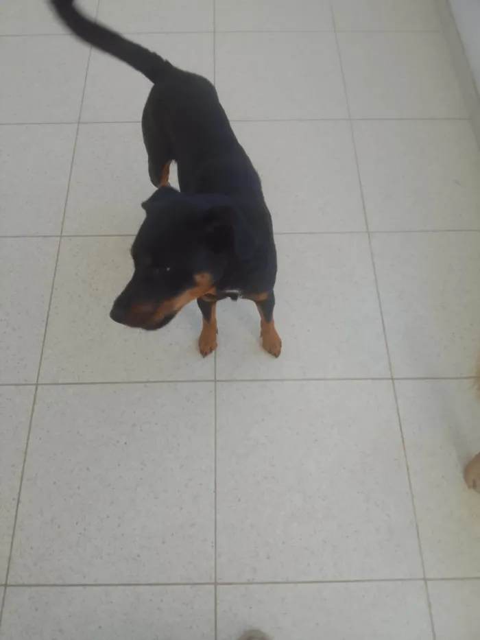 Cachorro ra a Rottweiler idade 1 ano nome Deco