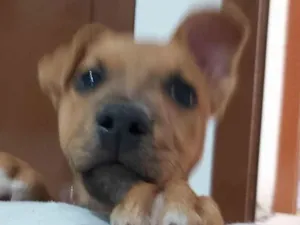 Cachorro raça SRD-ViraLata idade 2 a 6 meses nome Scoby