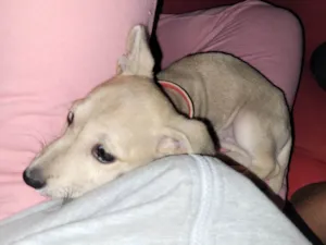 Cachorro raça Vira lata idade 1 ano nome Luma