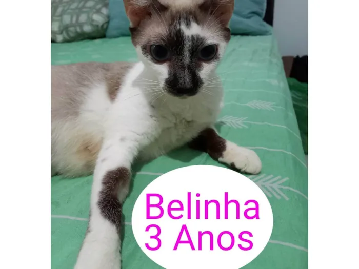 Gato ra a SRD-ViraLata idade 3 anos nome Belinha