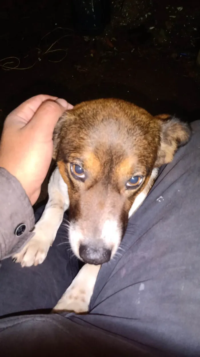 Cachorro ra a SRD-ViraLata idade 3 anos nome Cusco