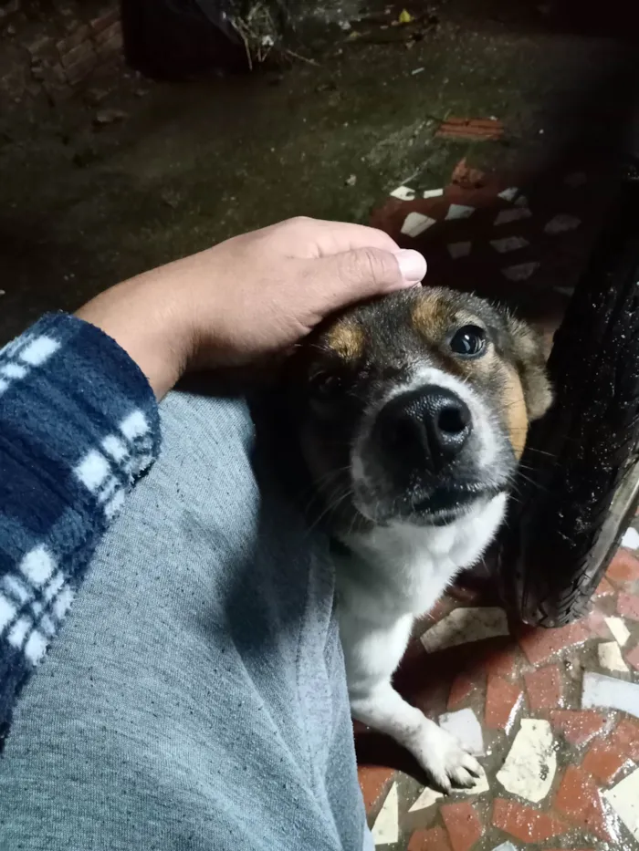 Cachorro ra a SRD-ViraLata idade 3 anos nome Cusco