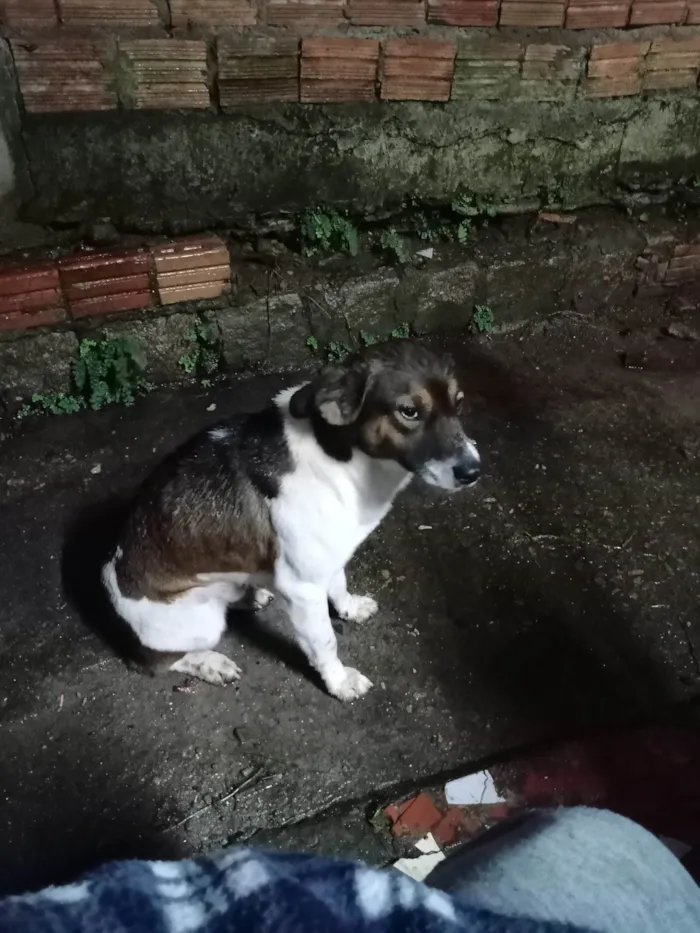 Cachorro ra a SRD-ViraLata idade 3 anos nome Cusco