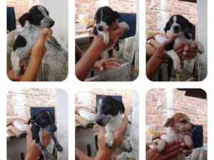 Cachorro raça SRD-ViraLata idade 2 a 6 meses nome Filhotes fofinhos