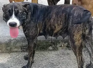 Cachorro raça SRD-ViraLata idade 5 anos nome Laska