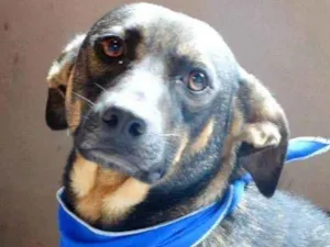 Cachorro raça SRD idade 4 anos nome Dinho