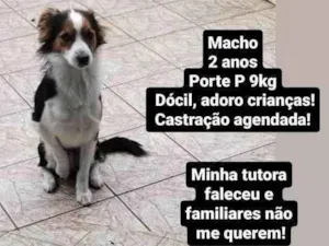 Cachorro raça Mix Border idade 2 anos nome Scooby