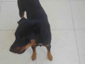 Cachorro raça Rottweiler idade 1 ano nome Deco
