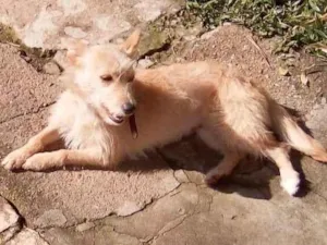 Cachorro raça SRD idade 1 ano nome Sem nome