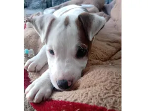 Cachorro raça Pit-Bull idade Abaixo de 2 meses nome Zeus
