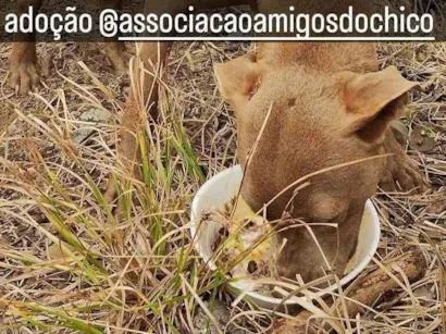 Cachorro raça Pit Bull com outra raça  idade 2 anos nome Mel