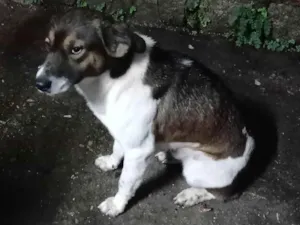 Cachorro raça SRD-ViraLata idade 3 anos nome Cusco
