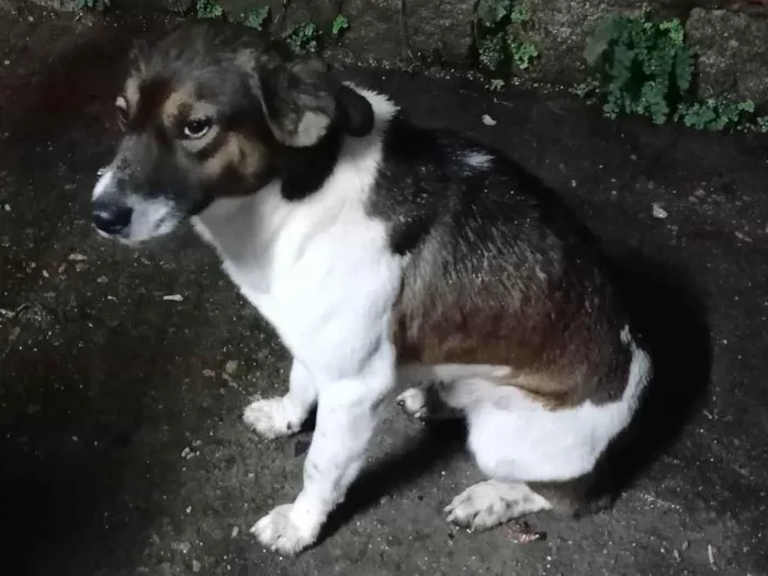 Cachorro ra a SRD-ViraLata idade 3 anos nome Cusco