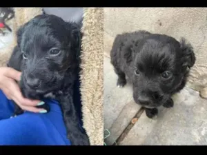 Cachorro raça SRD-ViraLata idade Abaixo de 2 meses nome Bolinha e pretinho 
