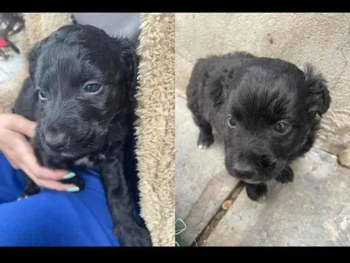 Cachorro ra a SRD-ViraLata idade Abaixo de 2 meses nome Bolinha e pretinho 