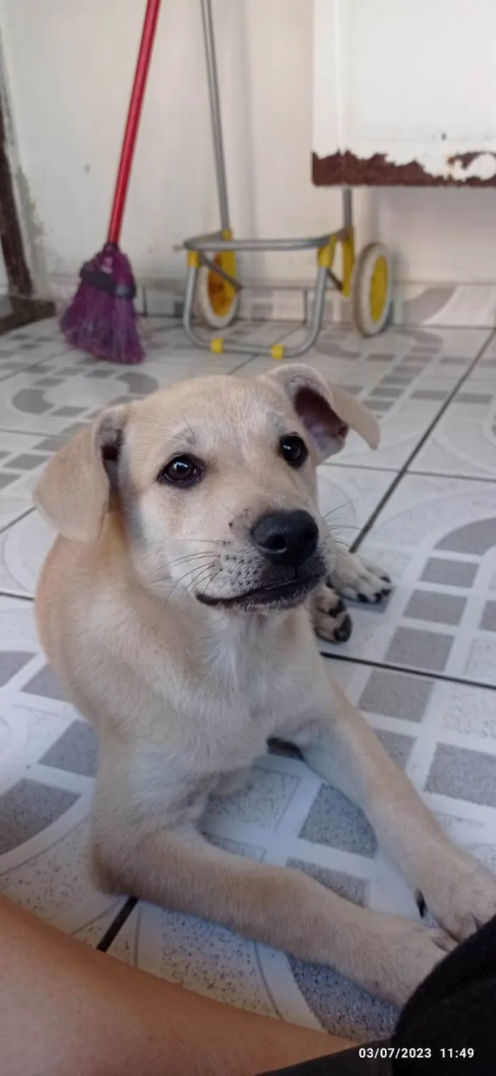 Cachorro raça SRD idade 2 a 6 meses nome Lana