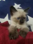 Lola