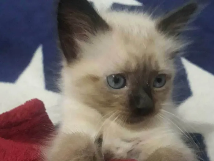 Gato ra a Siamês  idade 2 a 6 meses nome Lola