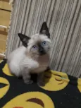 Nina 
