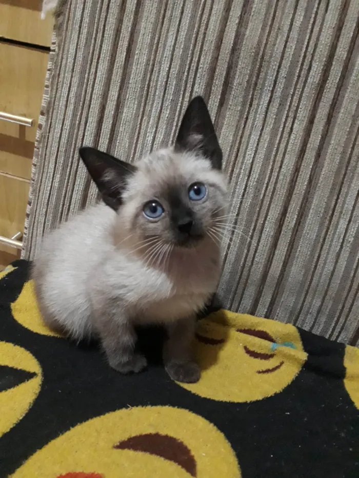 Gato ra a Siamês  idade 2 a 6 meses nome Nina 