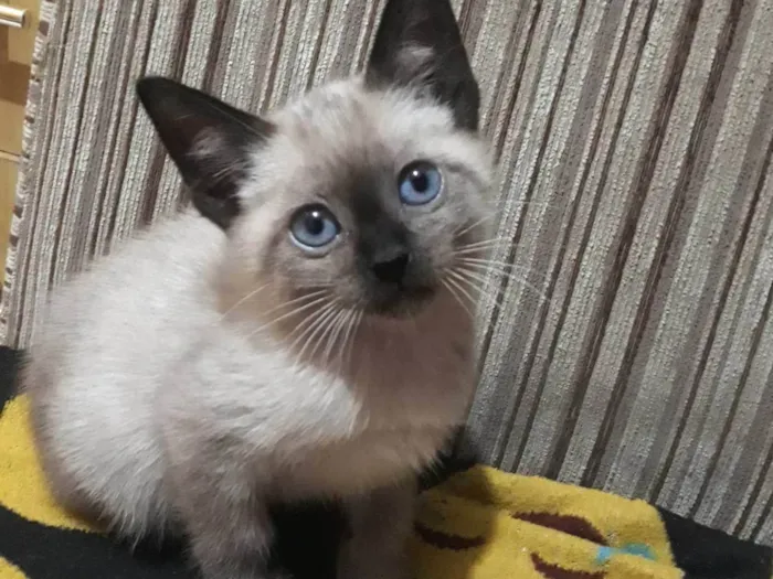Gato ra a Siamês  idade 2 a 6 meses nome Nina 