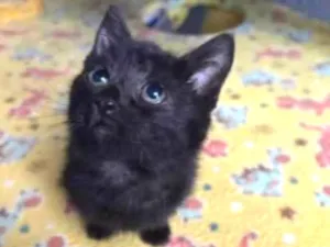 Gato raça raça indefinida idade 2 a 6 meses nome sem nome 