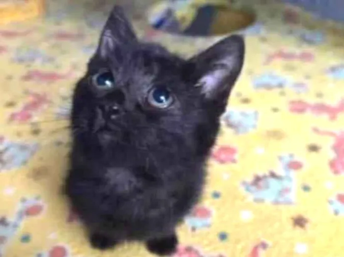 Gato raça raça indefinida idade 2 a 6 meses nome sem nome 