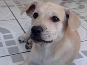 Cachorro raça SRD idade 2 a 6 meses nome Lana