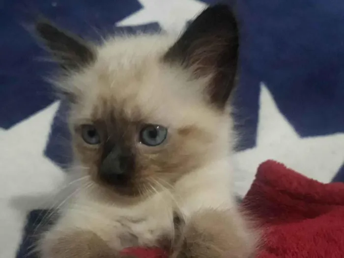 Gato ra a Siamês  idade 2 a 6 meses nome Lola