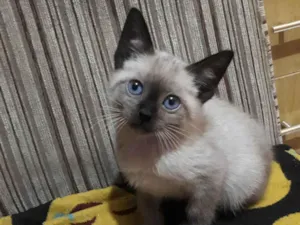 Gato raça Siamês  idade 2 a 6 meses nome Nina 