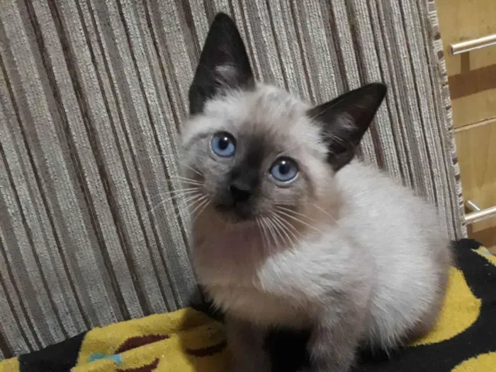 Gato ra a Siamês  idade 2 a 6 meses nome Nina 