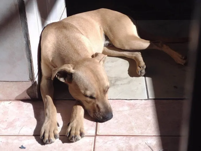 Cachorro ra a SRD-ViraLata idade 1 ano nome Bradock e Madalena 