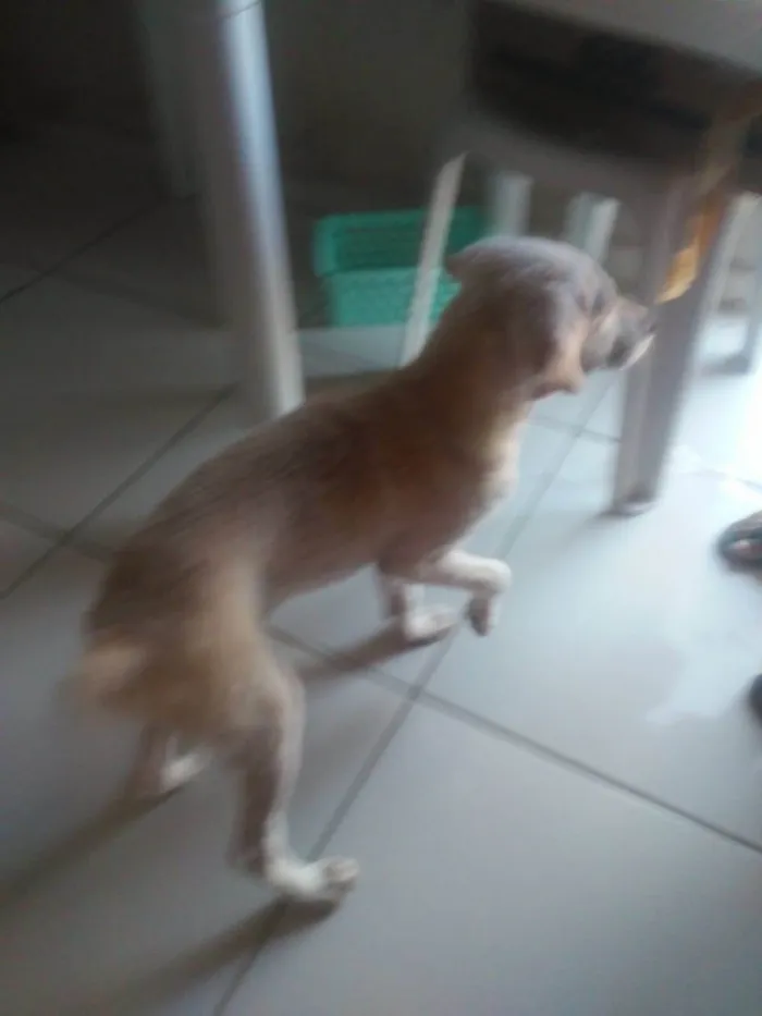 Cachorro ra a SRD-ViraLata idade 2 a 6 meses nome Jurema