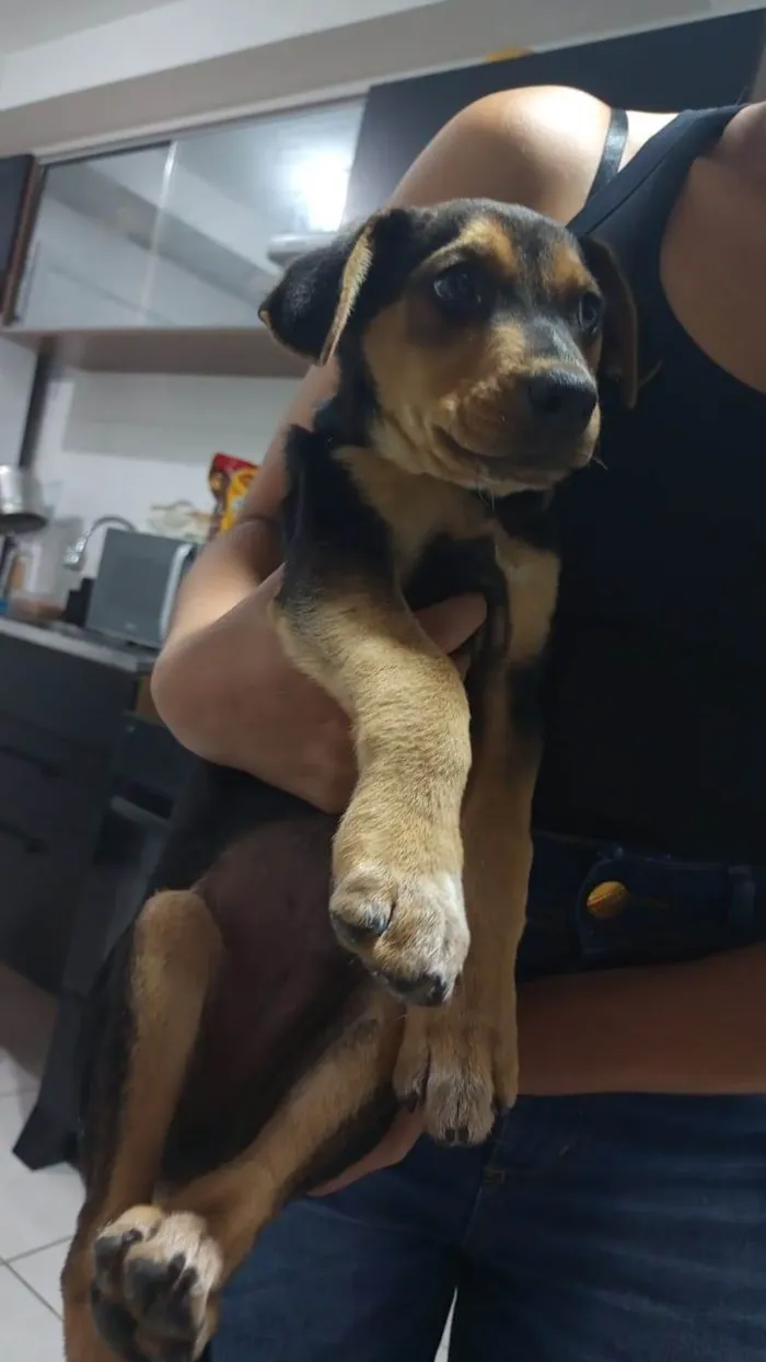 Cachorro raça SRD-ViraLata idade 2 a 6 meses nome Pequeno
