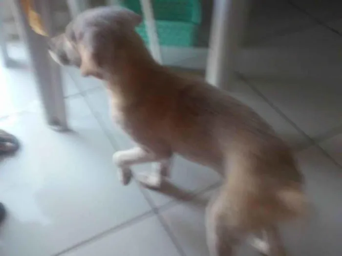 Cachorro ra a SRD-ViraLata idade 2 a 6 meses nome Jurema