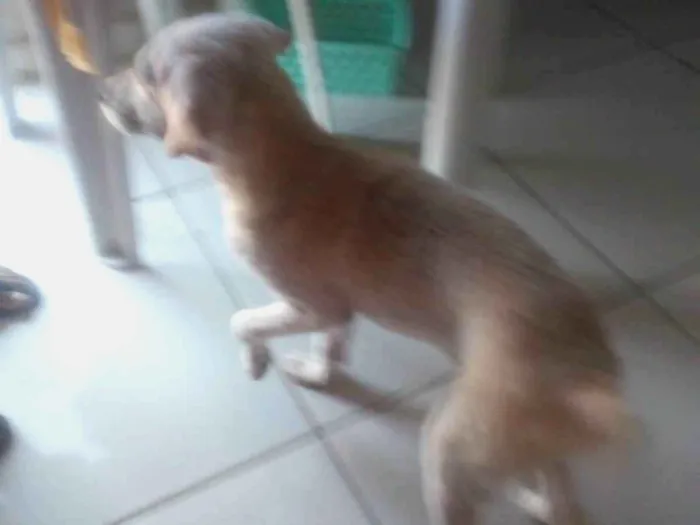 Cachorro ra a SRD-ViraLata idade 2 a 6 meses nome Jurema